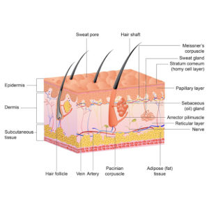 Anatomy of Hair